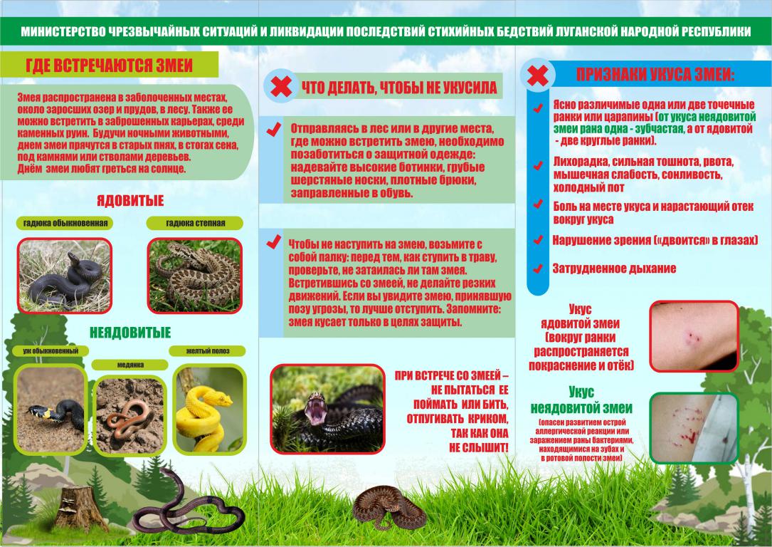 mini_1559542793_pamyatka-po-zmeyam-2-list.jpg