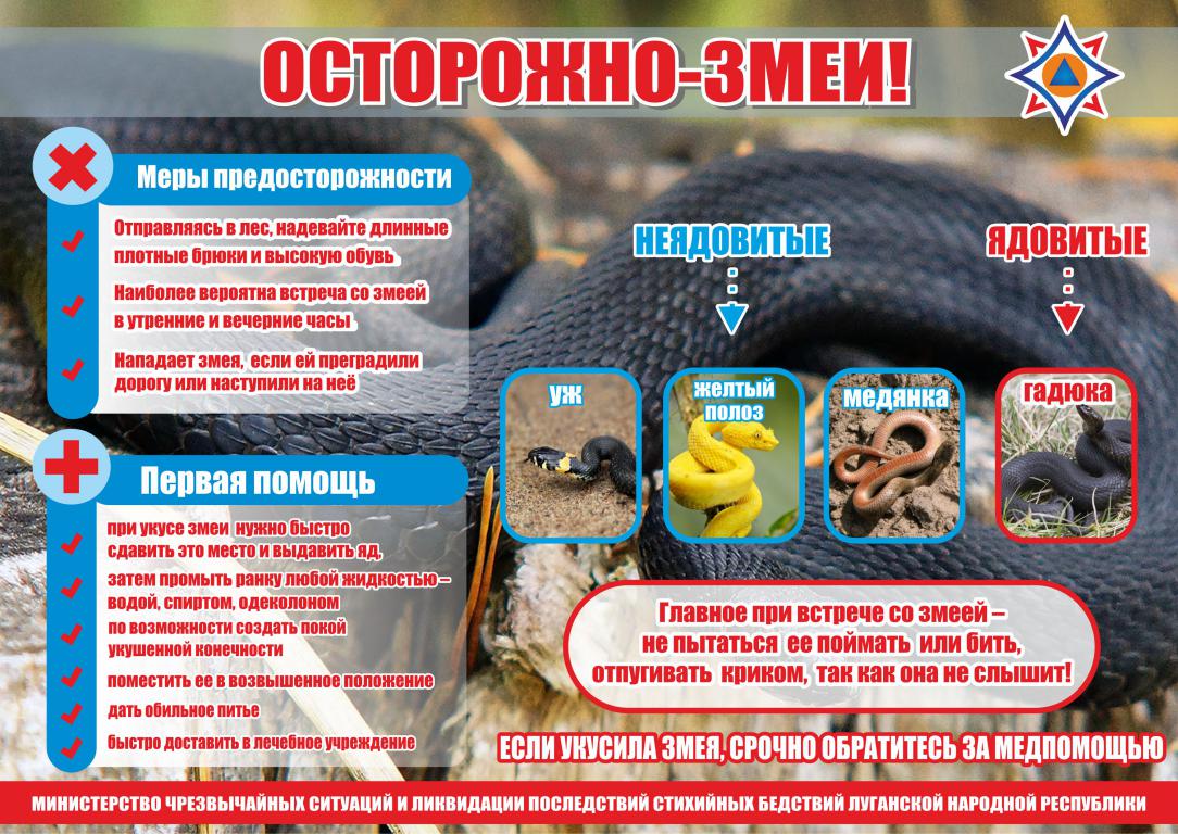 mini_1559542823_listovka-zmei.jpg