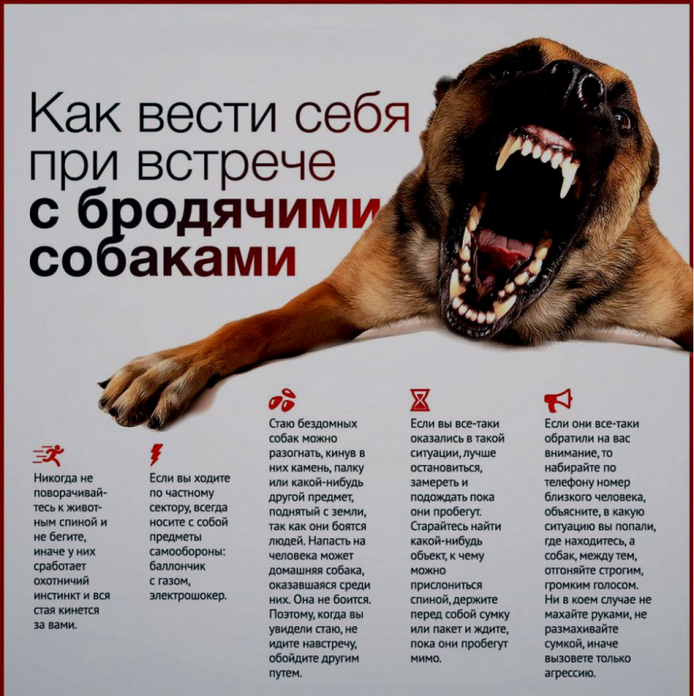 mini_Kak-vesti-sebya-pri-vstreche-s-brodyachimi-sobakami.png