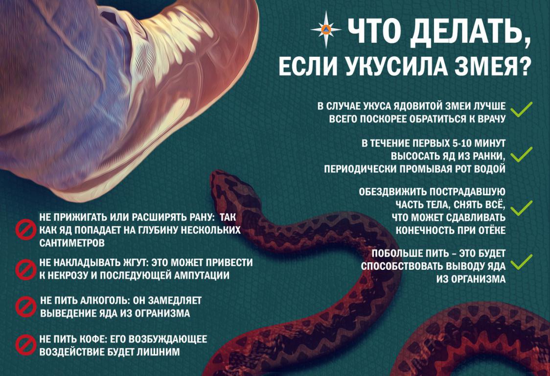 mini_Укус-змеи-1.jpg